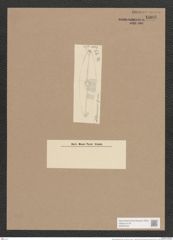 Navicula albinensis Grun. (de-Toni-Nr.: Genus 1, Species 500) Zeichnungen Sammlung Grunow Nr. 1008 (NHMW-BOT-W0367533)